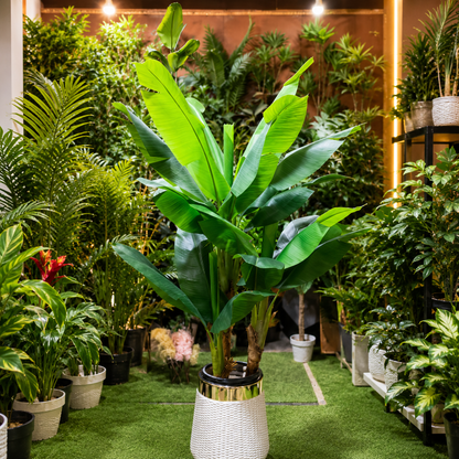 Artificial Banana Plant with Premium White & Gold Planter 6 FT